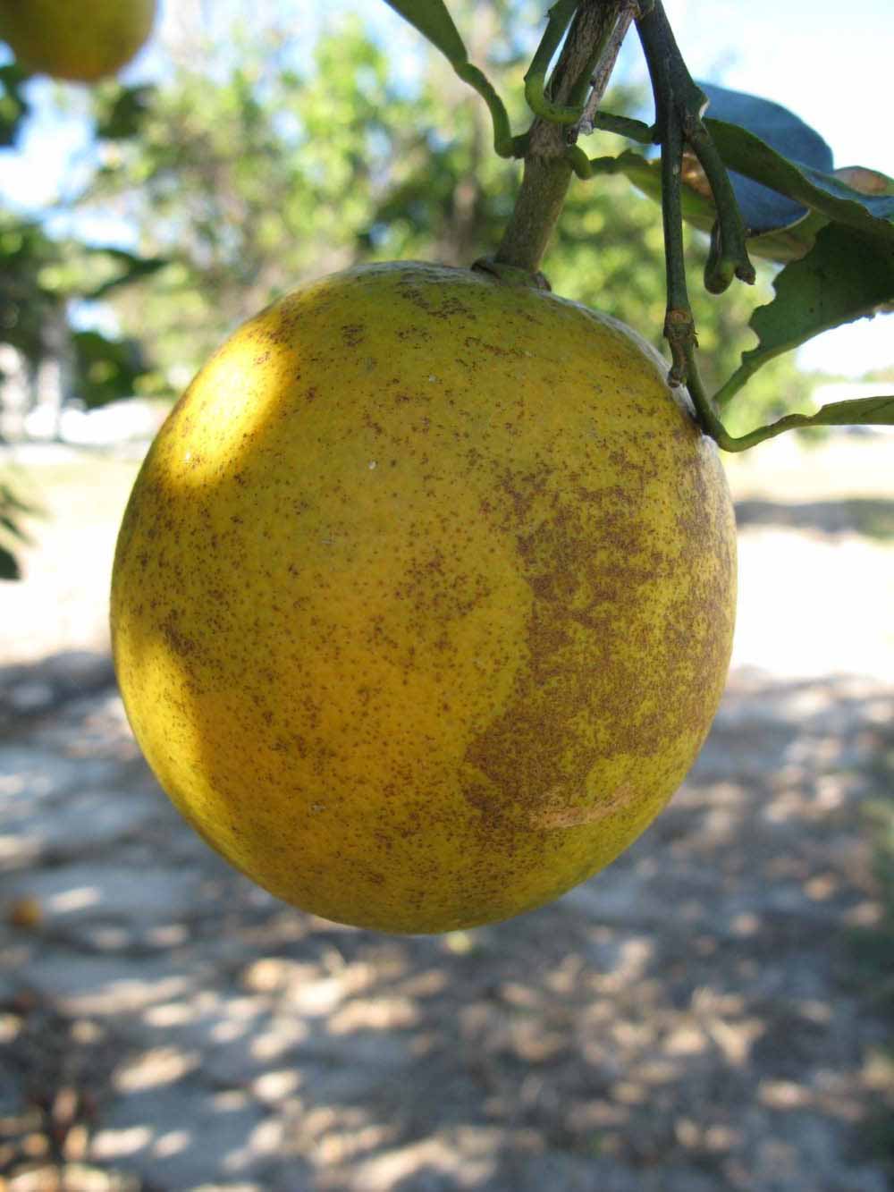            Fruit (Winter Haven, FL)   
